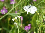 FZ006978 Small white butterfly (Pieris rapae) flying off.jpg